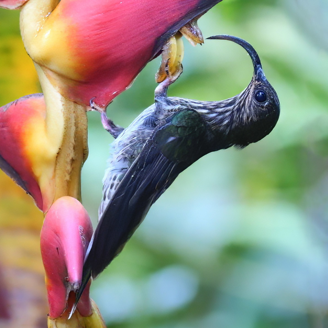 White-tipped Sicklebill These birds inhabit a grove of heliconias at Tapir Valley, but I've never had much luck with them until last week. This bird zipped in, nectared, and then spent a leisurely 1/10 of a second posing for me before zipping back into the forest. Costa Rica,Eutoxeres aquila,Geotagged,White-tipped sicklebill