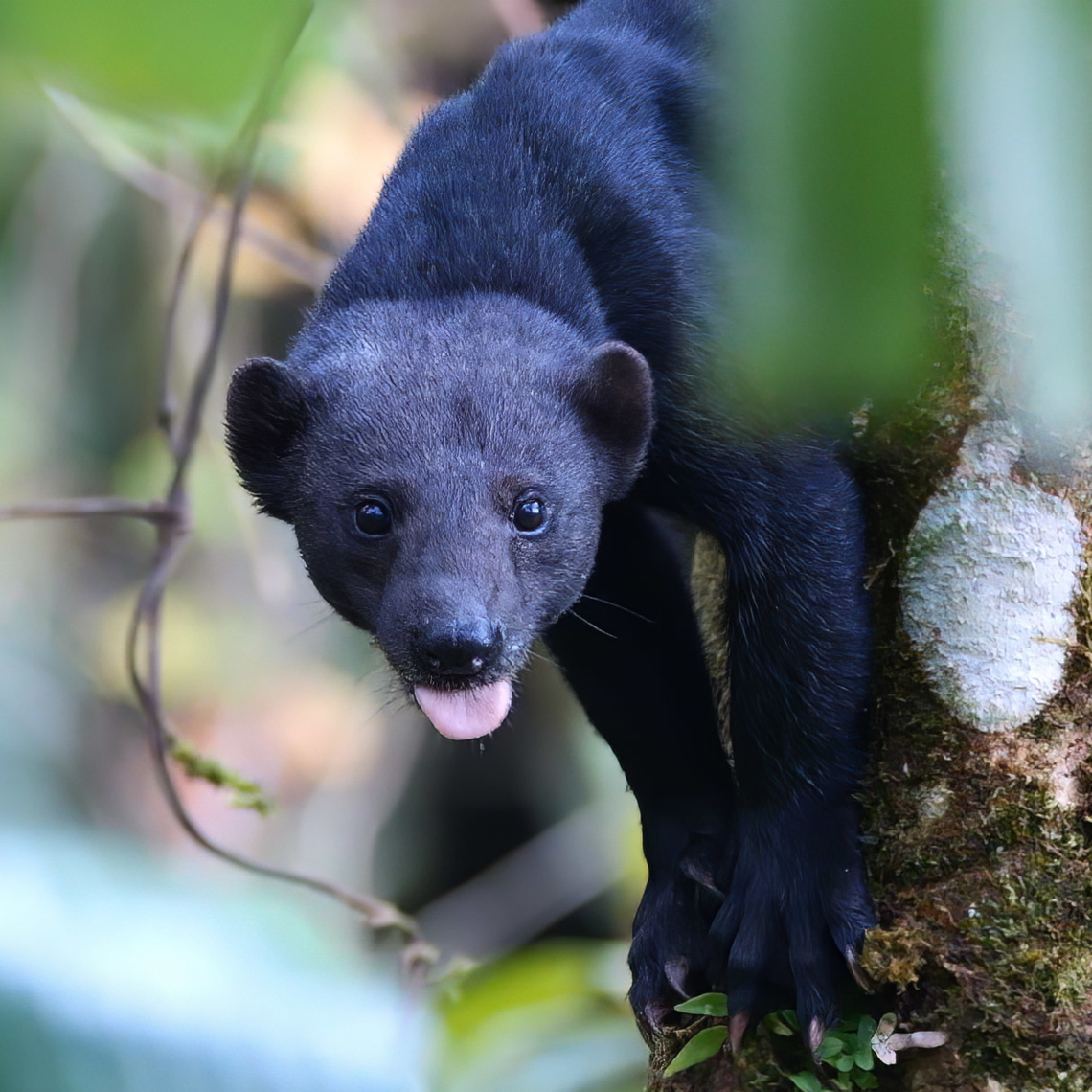 A hungry Tayra Tayras are such interesting mammals. They're basically large weasels and watching them hunt is a little unnerving. They're fast, strong, and a bit intimidating when in a large group.<br />
<br />
I've never had much luck getting a good photo of one until just recently when a pair was climbing trees looking for nests to raid. Costa Rica,Eira barbara,Geotagged,Tayra