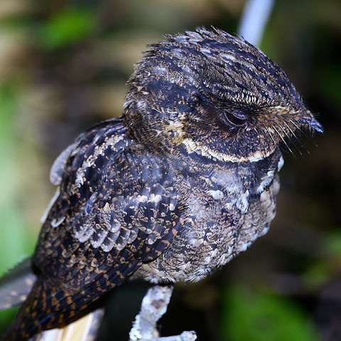 Rufous nightjar