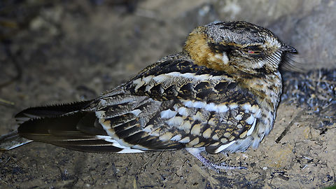 White-tailed nightjar  Costa Rica,Geotagged,Hydropsalis cayennensis,White-tailed nightjar