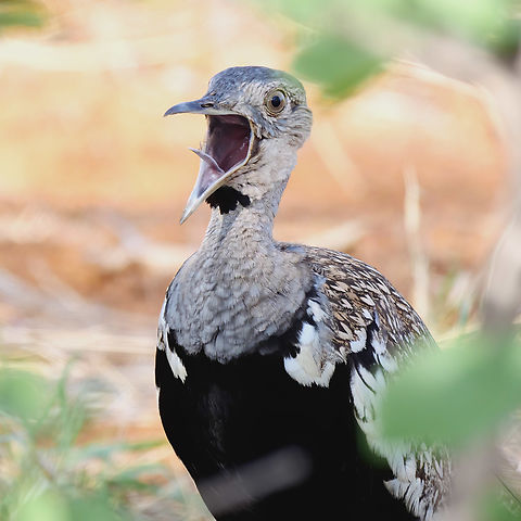 Red-crested Bustard Feeling very shouty. Geotagged,Lophotis ruficrista,Red-crested korhaan,South Africa