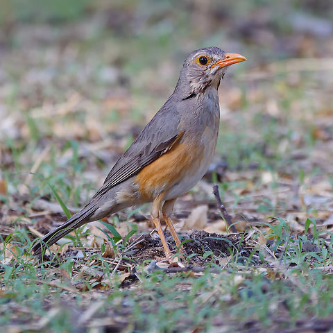 Kurrichane Thrush  Geotagged,Kurrichane thrush,South Africa,Turdus libonyana