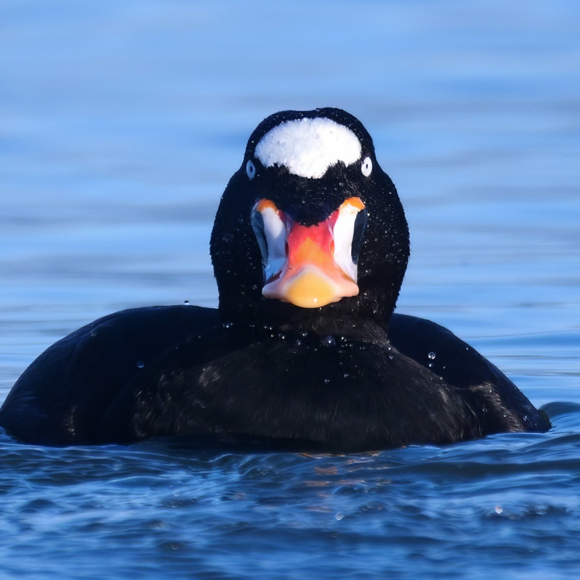 surf-scoter2  Geotagged,Melanitta perspicillata,Surf scoter,United States
