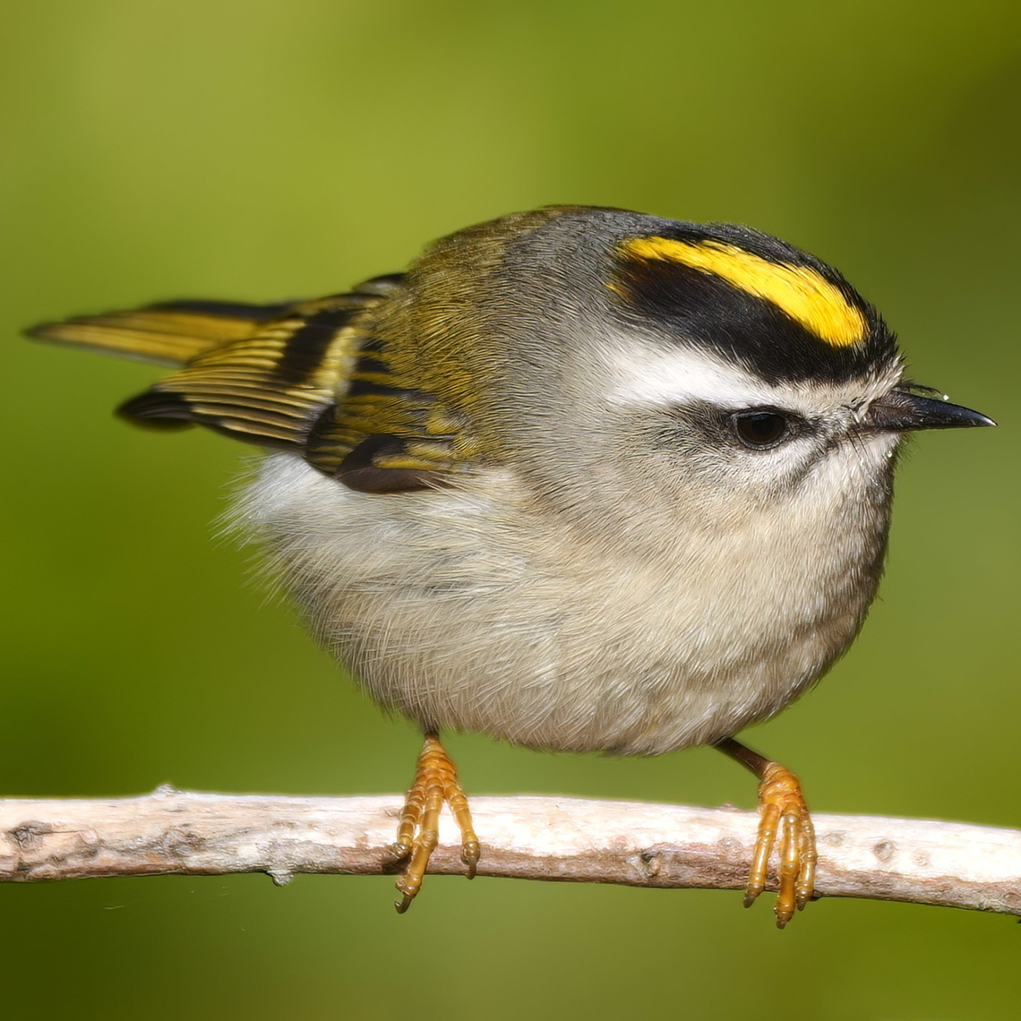 Golden-crowned Kinglet  Geotagged,Golden-crowned kinglet,Regulus satrapa,United States