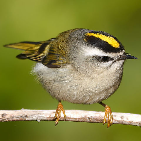 Golden-crowned Kinglet  Geotagged,Golden-crowned kinglet,Regulus satrapa,United States