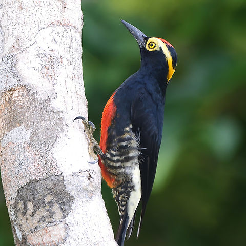 Yellow-tufted Woodpecker (Melanerpes cruentatus)  Brazil,Geotagged,Melanerpes cruentatus,Yellow-tufted woodpecker