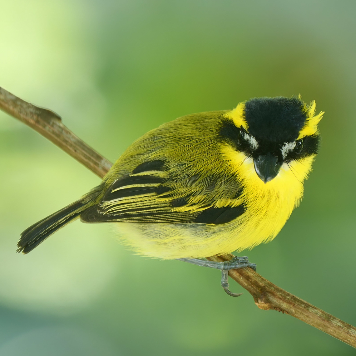Yellow-browed Tody-Flycatcher (Todirostrum chrysocrotaphum)  Brazil,Geotagged,Todirostrum chrysocrotaphum,Yellow-browed tody-flycatcher