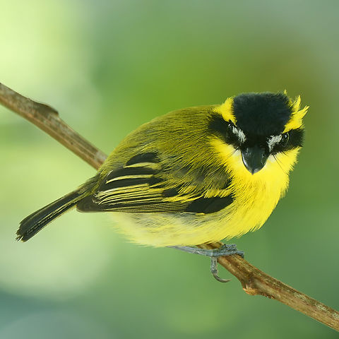 Yellow-browed Tody-Flycatcher (Todirostrum chrysocrotaphum)  Brazil,Geotagged,Todirostrum chrysocrotaphum,Yellow-browed tody-flycatcher