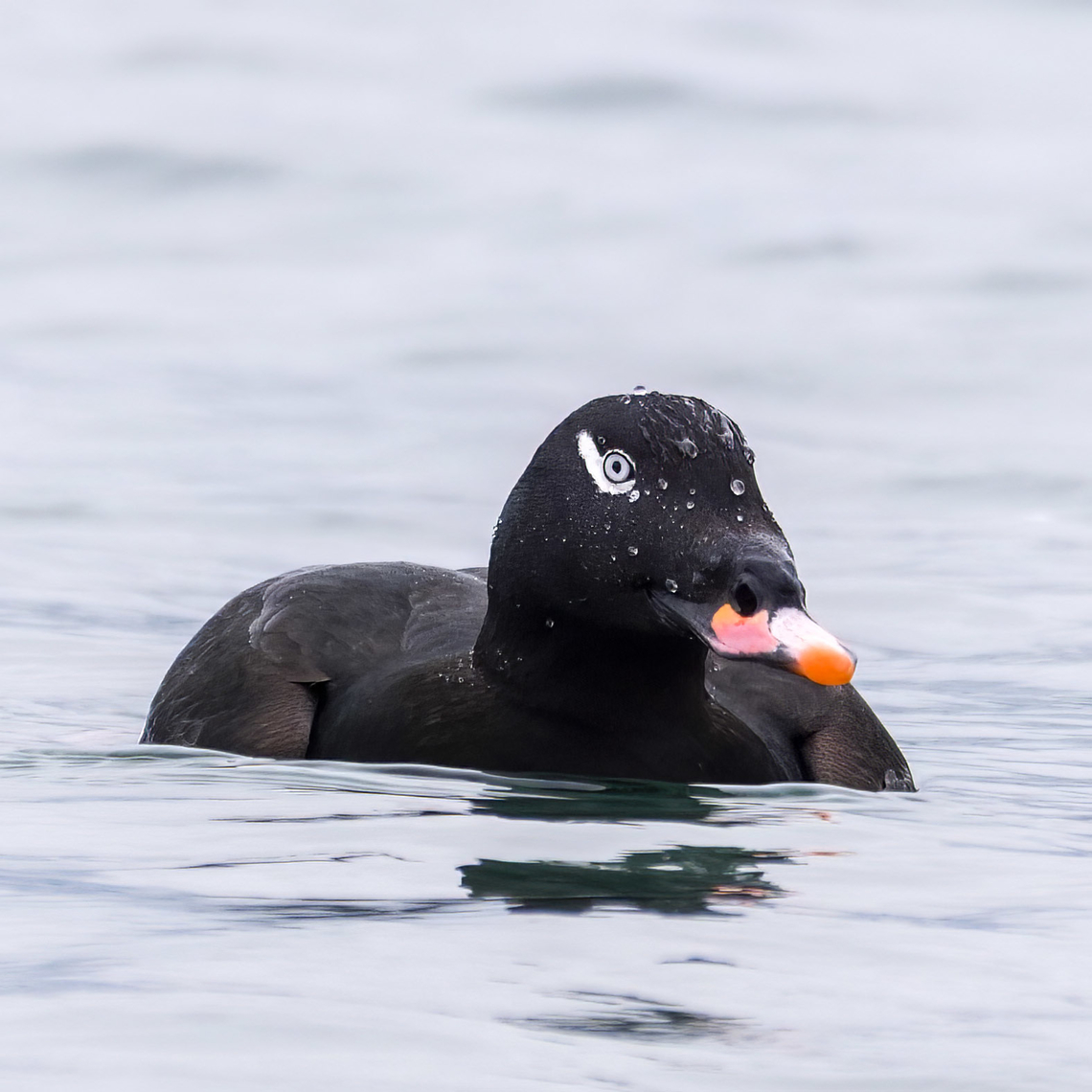 White-winged Scoter  Geotagged,Melanitta deglandi,United States,White-winged scoter