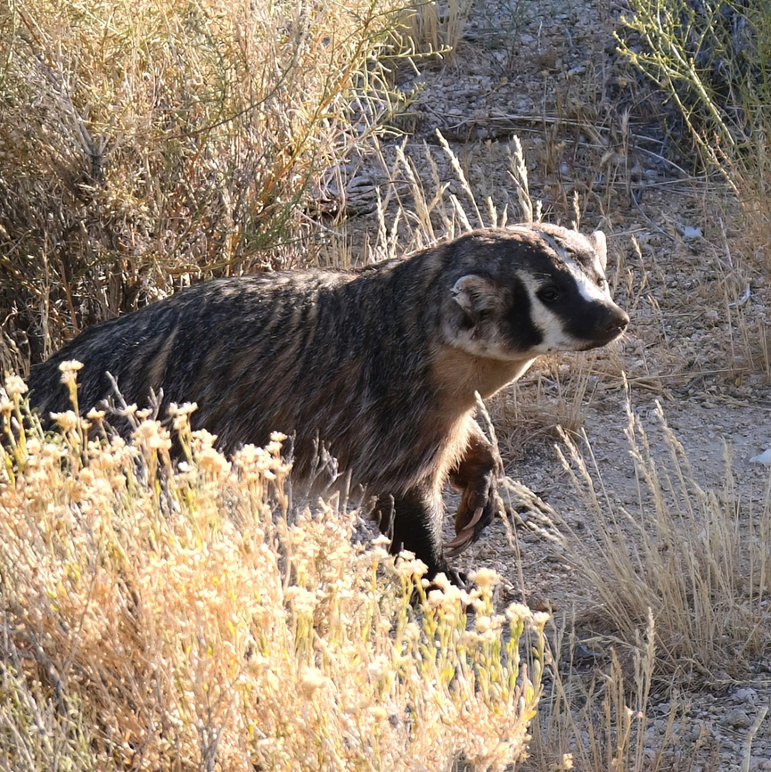 American Badger  American badger,Geotagged,Taxidea taxus,United States