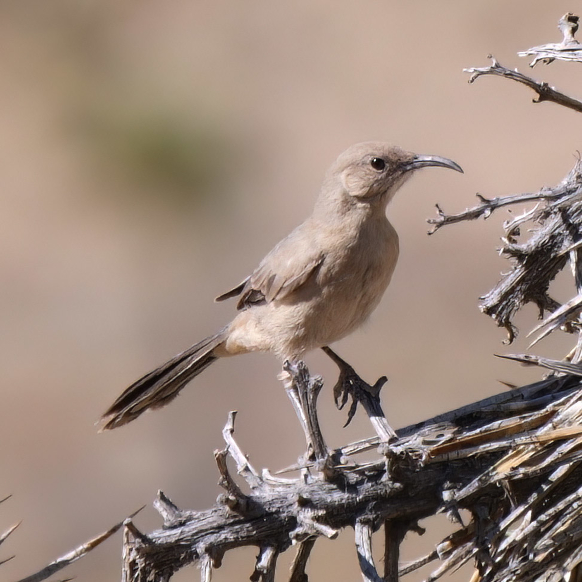 LeConte's Thrasher One of the most challenging California thrashers. Geotagged,LeContes thrasher,Toxostoma lecontei,United States