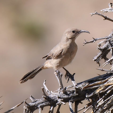 LeConte's Thrasher
