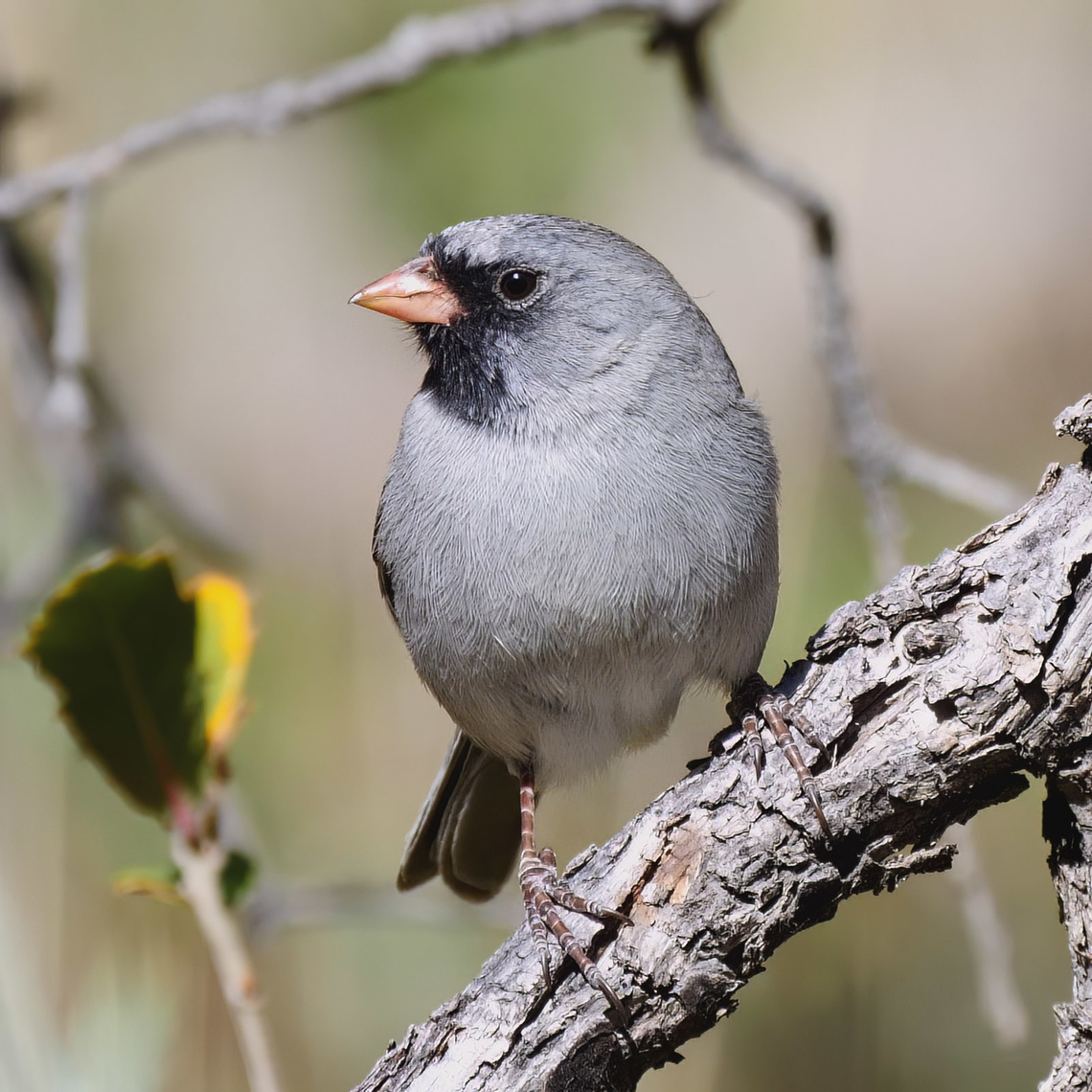 Black-chinned Sparrow A great little sparrow. Black-chinned sparrow,Geotagged,Spizella atrogularis,United States