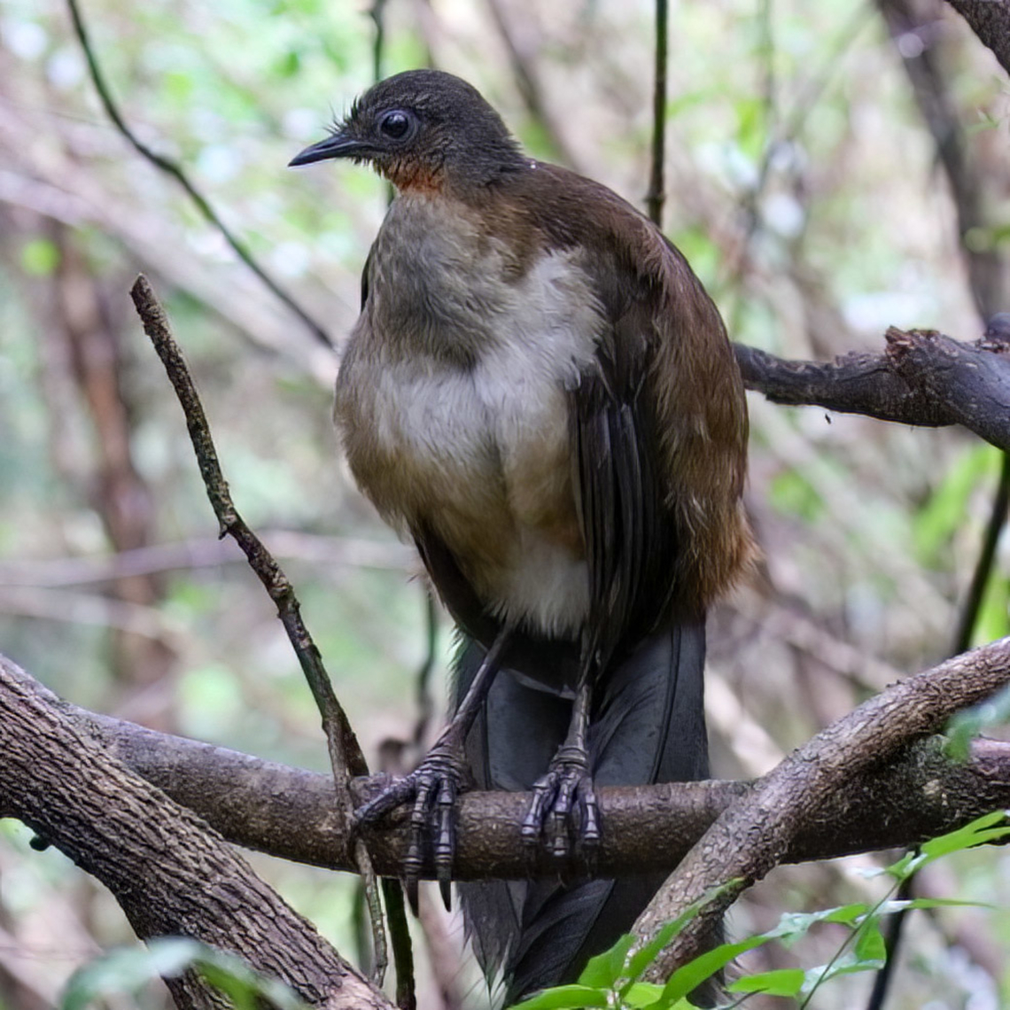 Albert's Lyrebird  Albert's lyrebird,Australia,Geotagged,Menura alberti
