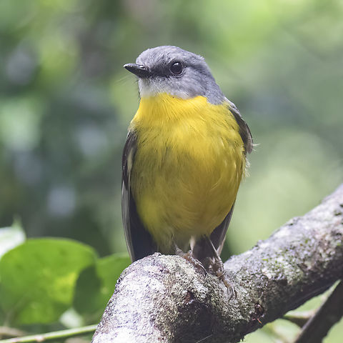 Eastern Yellow Robin (Eopsaltria australis)  Australia,Eastern Yellow Robin,Eopsaltria australis,Geotagged,Spring