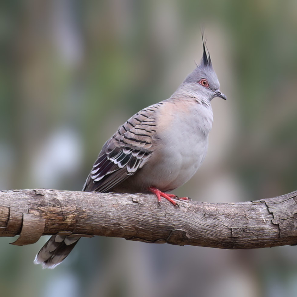Crested Pigeon (Ocyphaps lophotes)  Australia,Crested pigeon,Geotagged,Ocyphaps lophotes