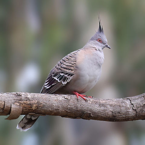 Crested Pigeon (Ocyphaps lophotes)  Australia,Crested pigeon,Geotagged,Ocyphaps lophotes