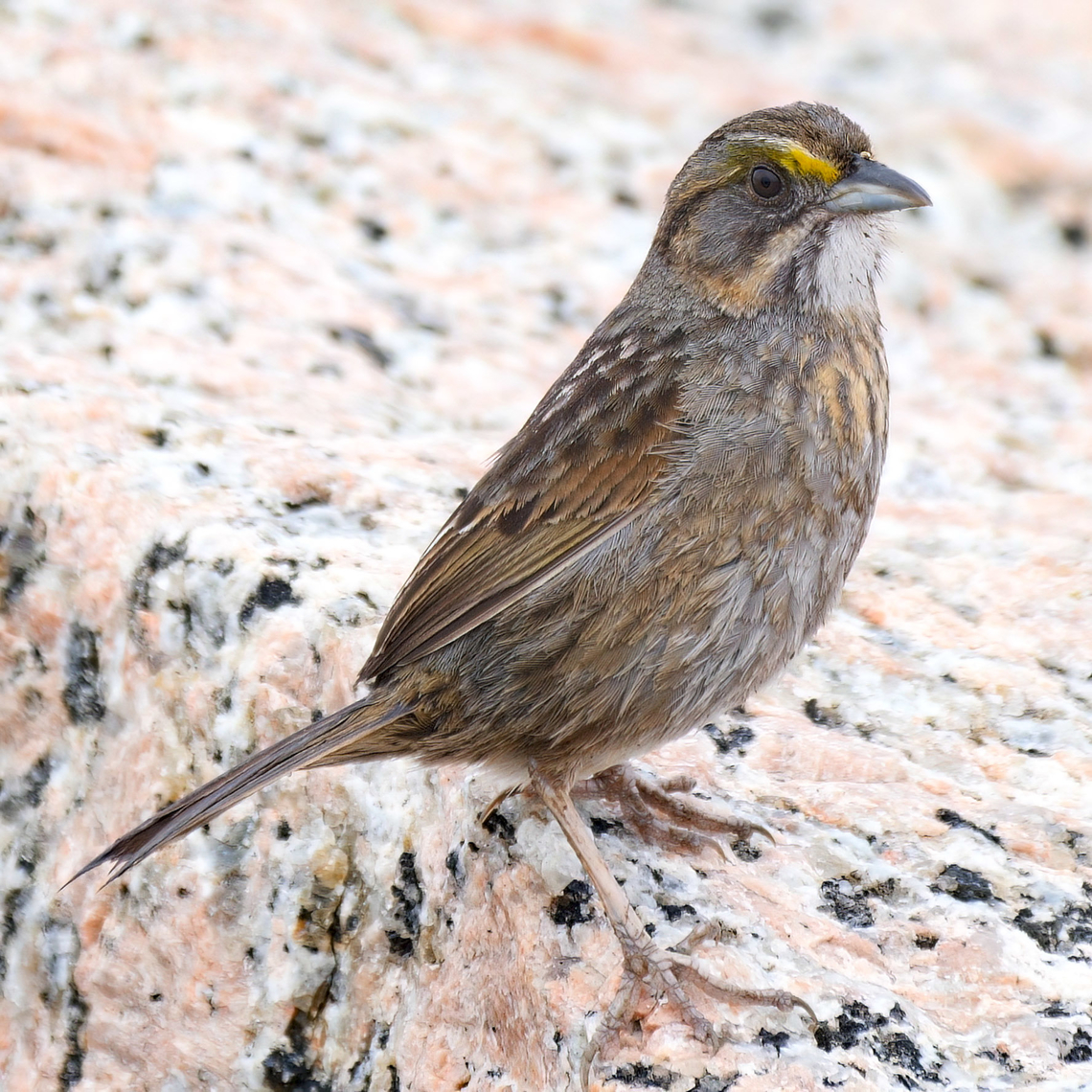 Seaside Sparrow (Ammospiza maritima) Such a great sparrow, but not super easy to find. Ammospiza maritima,Geotagged,United States,seaside sparrow