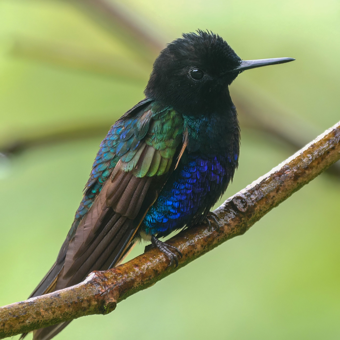 Velvet-purple Coronet  Boissonneaua jardini,Colombia,Geotagged,Velvet-purple coronet