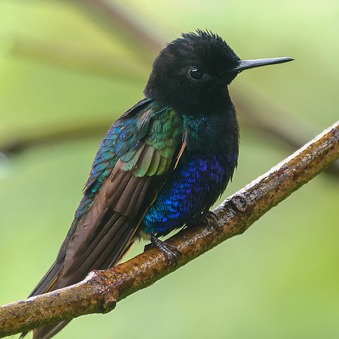 Velvet-purple Coronet  Boissonneaua jardini,Colombia,Geotagged,Velvet-purple coronet