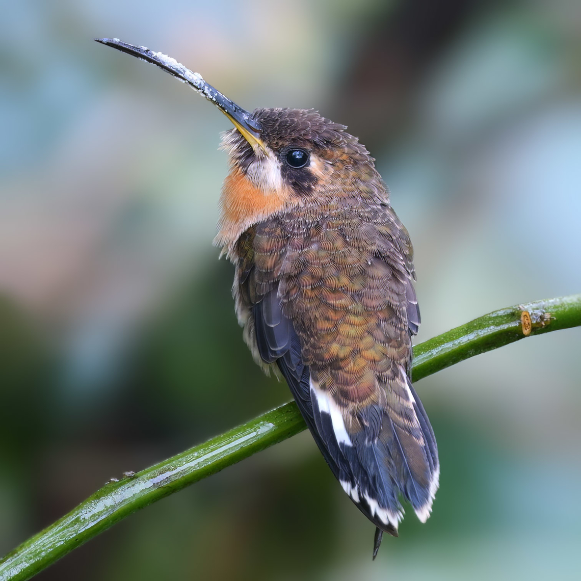 Band-tailed Barbthroat (Threnetes ruckeri) A great little hummingbird. Band-tailed barbthroat,Costa Rica,Geotagged,Threnetes ruckeri