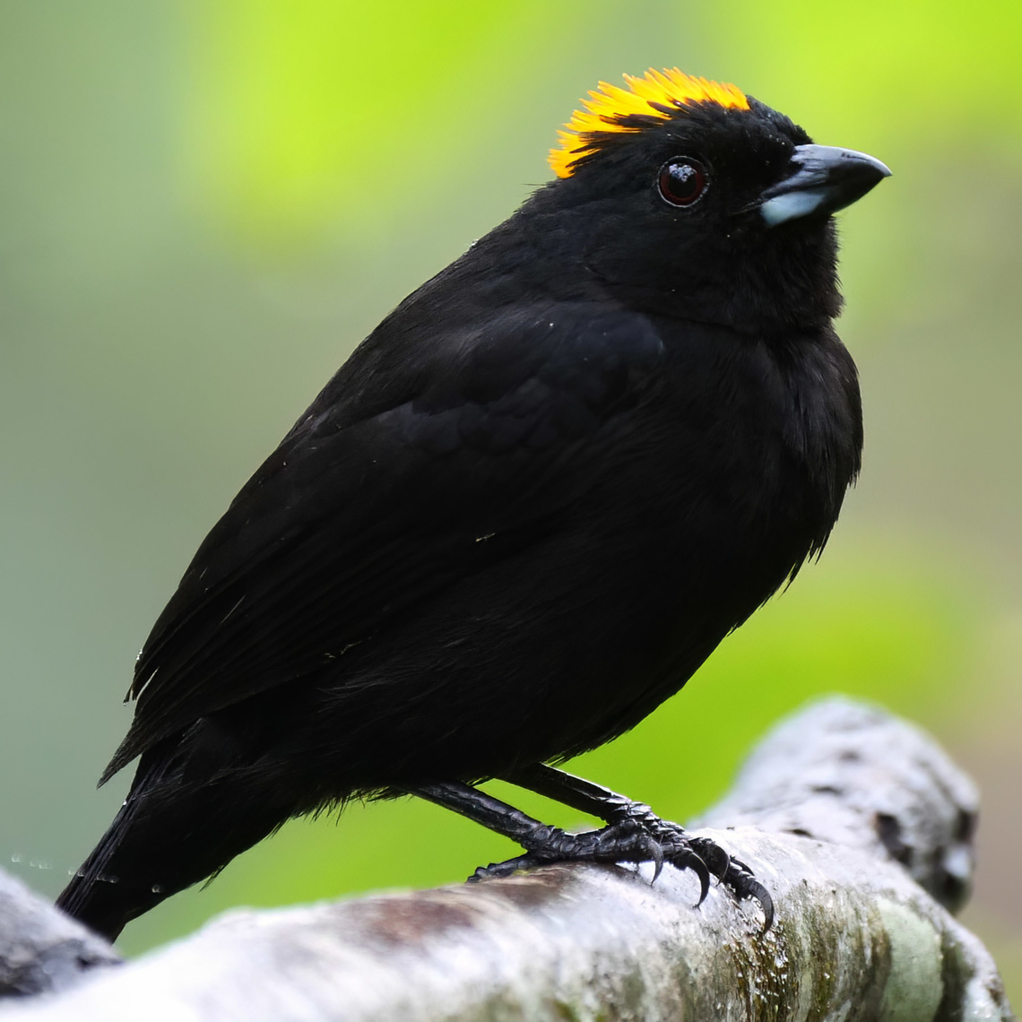 Tawny-crested Tanager (Tachyphonus delatrii) Another one of the great tanagers of Colombia. Colombia,Geotagged,Tachyphonus delatrii,Tawny-crested tanager