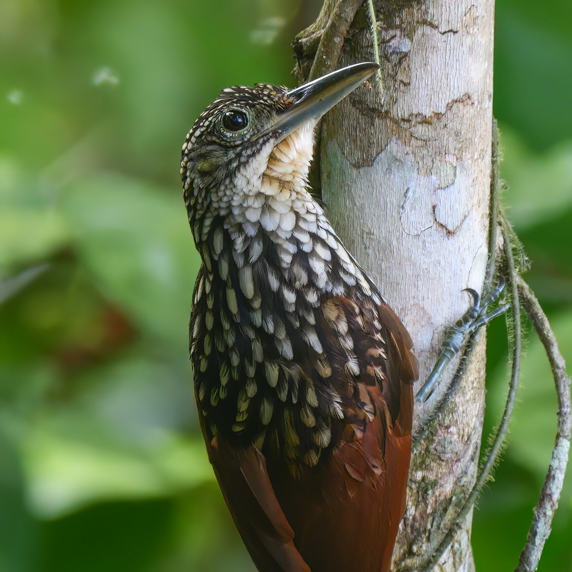 Black-striped Woodcreeper (Xiphorhynchus lachrymosus)  Black-striped woodcreeper,Costa Rica,Geotagged,Xiphorhynchus lachrymosus