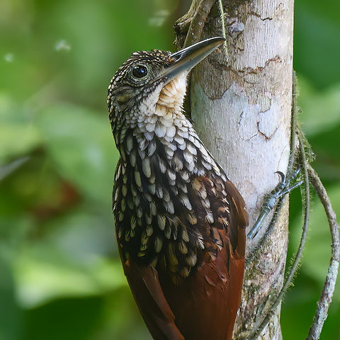 Black-striped Woodcreeper