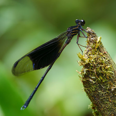 Great Cascade Damsel A lovely damselfly restricted to northern Costa Rica. Costa Rica,Geotagged,Thaumatoneura inopinata