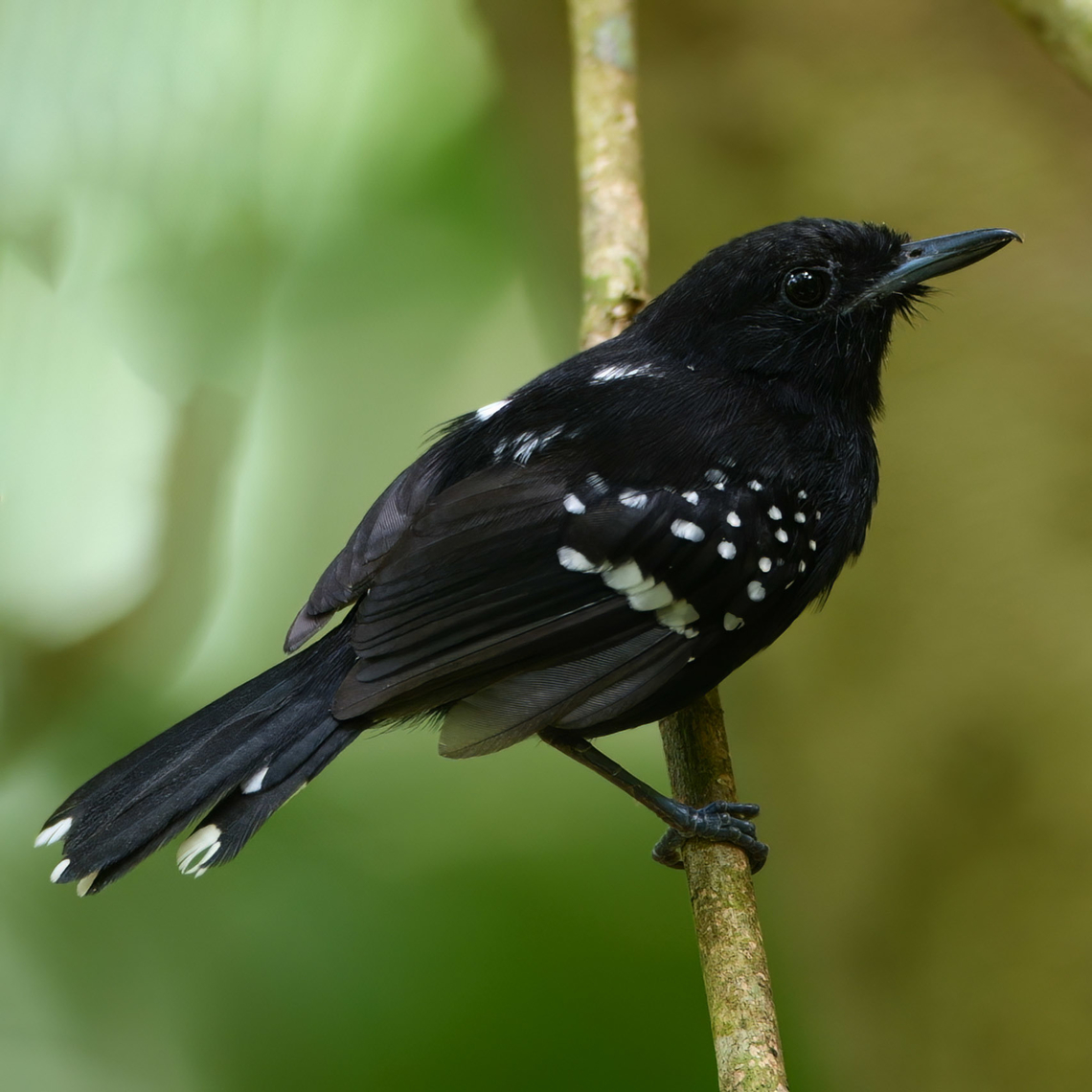 Dot-winged Antwren (Microrhopias quixensis)  Costa Rica,Dot-winged antwren,Geotagged,Microrhopias quixensis