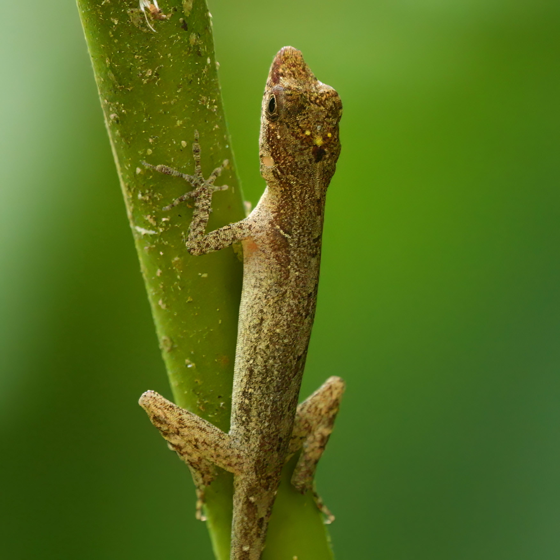Ghost Anole (Anolis lemurinus)  Anolis lemurinus,Costa Rica,Geotagged,Ghost Anole