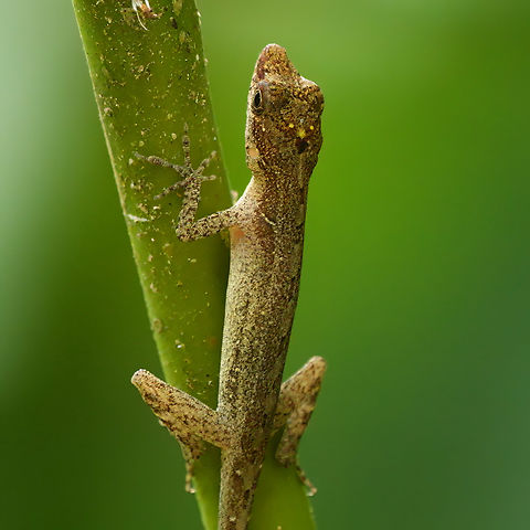 Ghost Anole (Anolis lemurinus)  Anolis lemurinus,Costa Rica,Geotagged,Ghost Anole