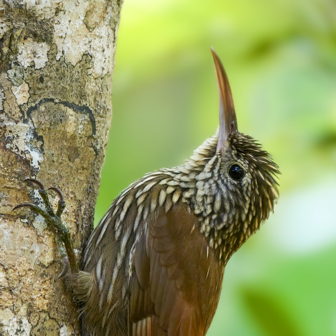 Streak-headed Woodcreeper (Lepidocolaptes souleyetii)  Costa Rica,Geotagged,Lepidocolaptes souleyetii,Streak-headed woodcreeper
