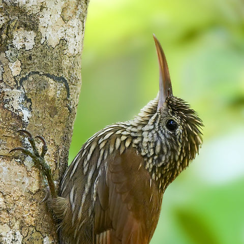 Streak-headed Woodcreeper (Lepidocolaptes souleyetii)  Costa Rica,Geotagged,Lepidocolaptes souleyetii,Streak-headed woodcreeper