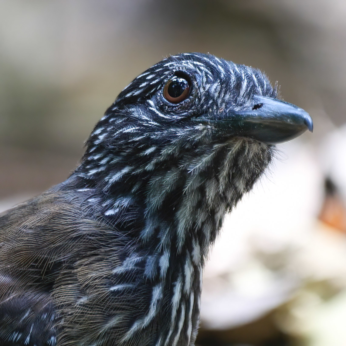Female Black-hooded Antshrike (Thamnophilus bridgesi)  Black-hooded antshrike,Costa Rica,Geotagged,Thamnophilus bridgesi
