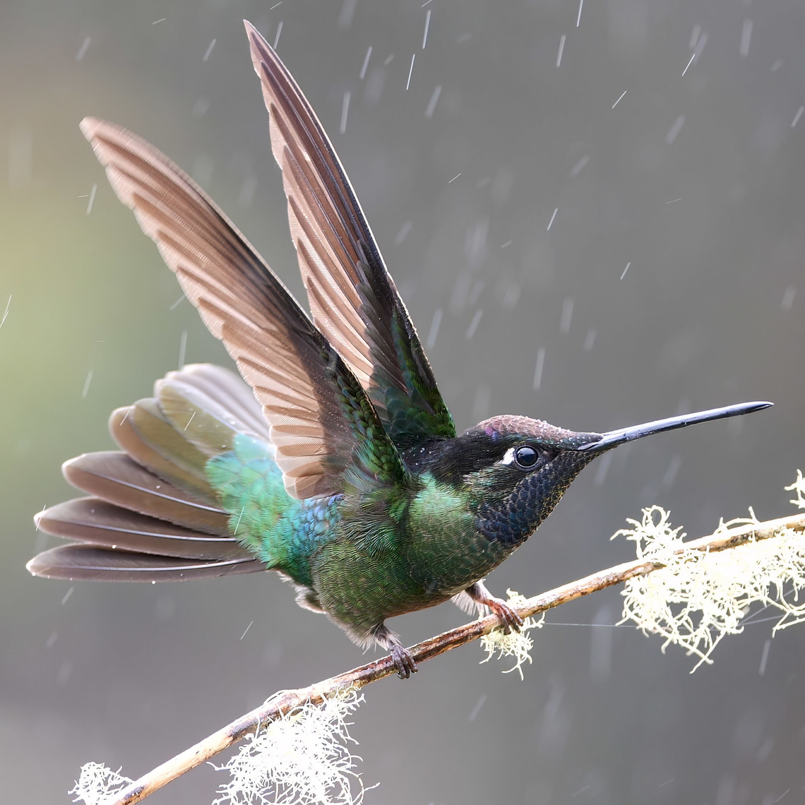 Talamanca Hummingbird  Costa Rica,Eugenes spectabilis,Geotagged,Talamanca hummingbird