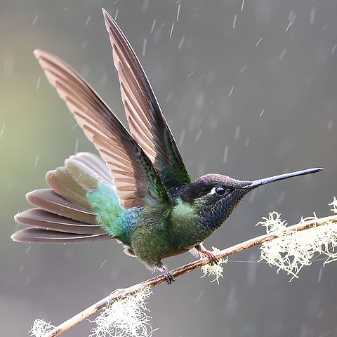 Talamanca Hummingbird  Costa Rica,Eugenes spectabilis,Geotagged,Talamanca hummingbird