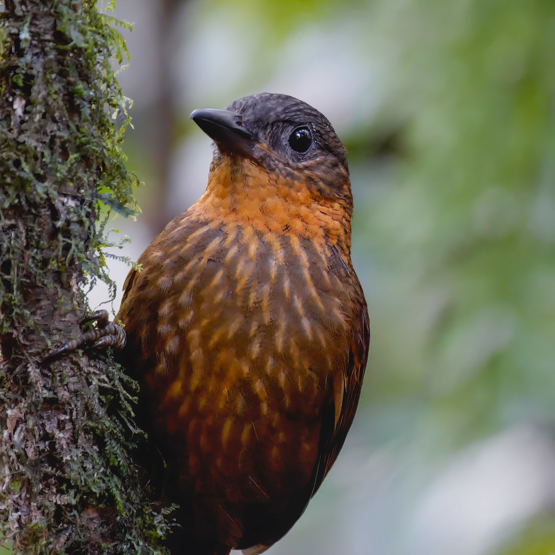 Streak-breasted Treehunter (Thripadectes rufobrunneus)  Costa Rica,Geotagged,Streak-breasted treehunter,Thripadectes rufobrunneus