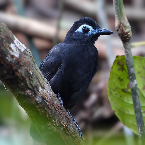 Male Sooty Antbird  Brazil,Geotagged,Hafferia fortis,Sooty antbird