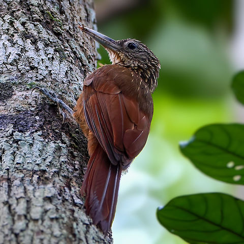 Buff-throated Woodcreeper (Xiphorhynchus guttatus)  Brazil,Buff-throated woodcreeper,Geotagged,Xiphorhynchus guttatus