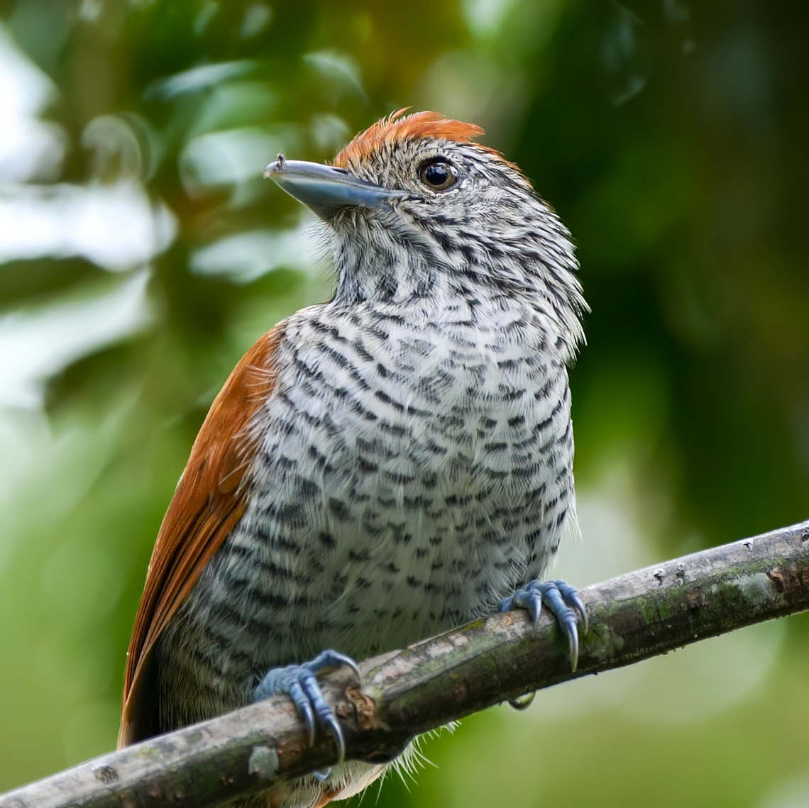 Female Bar-crested Antshrike  Bar-crested antshrike,Colombia,Geotagged,Thamnophilus multistriatus