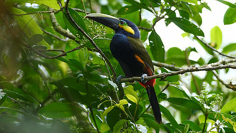 Yellow-eared Toucanet  Costa Rica,Geotagged,Selenidera spectabilis,Yellow-eared toucanet