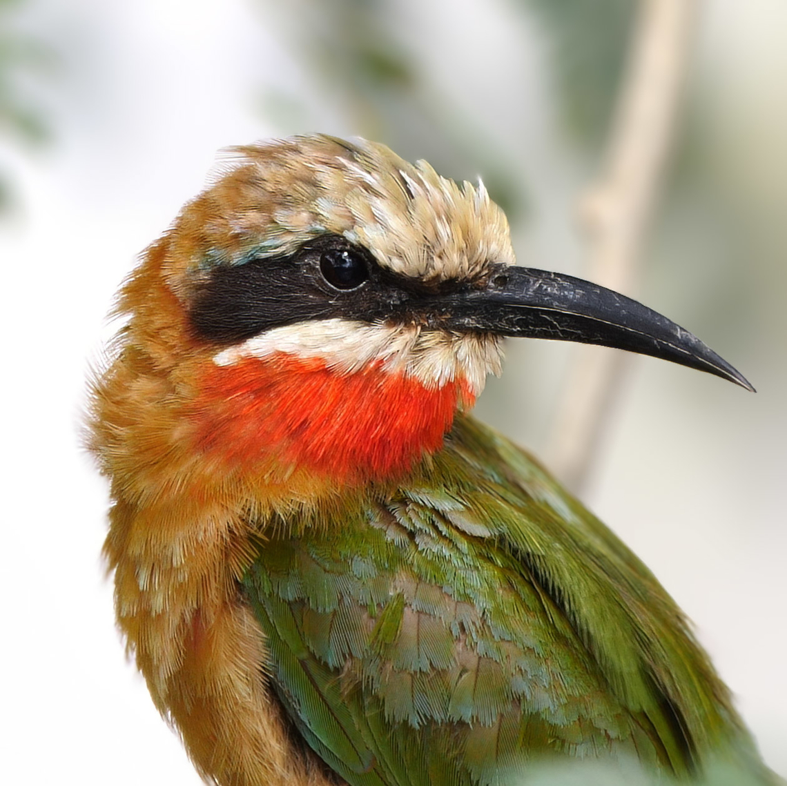 White-fronted Bee-eater  Geotagged,Merops bullockoides,South Africa,White-fronted Bee-Eater