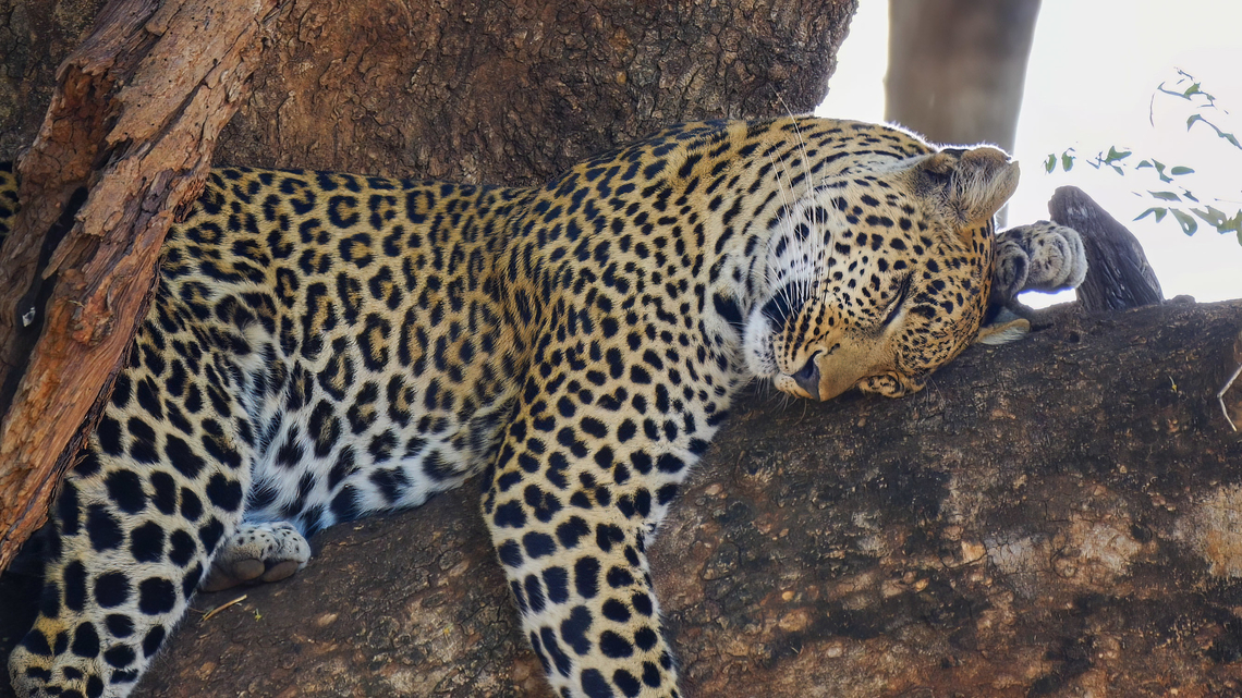 Leopard (Panthera pardus)  Geotagged,Leopard,Panthera pardus,South Africa