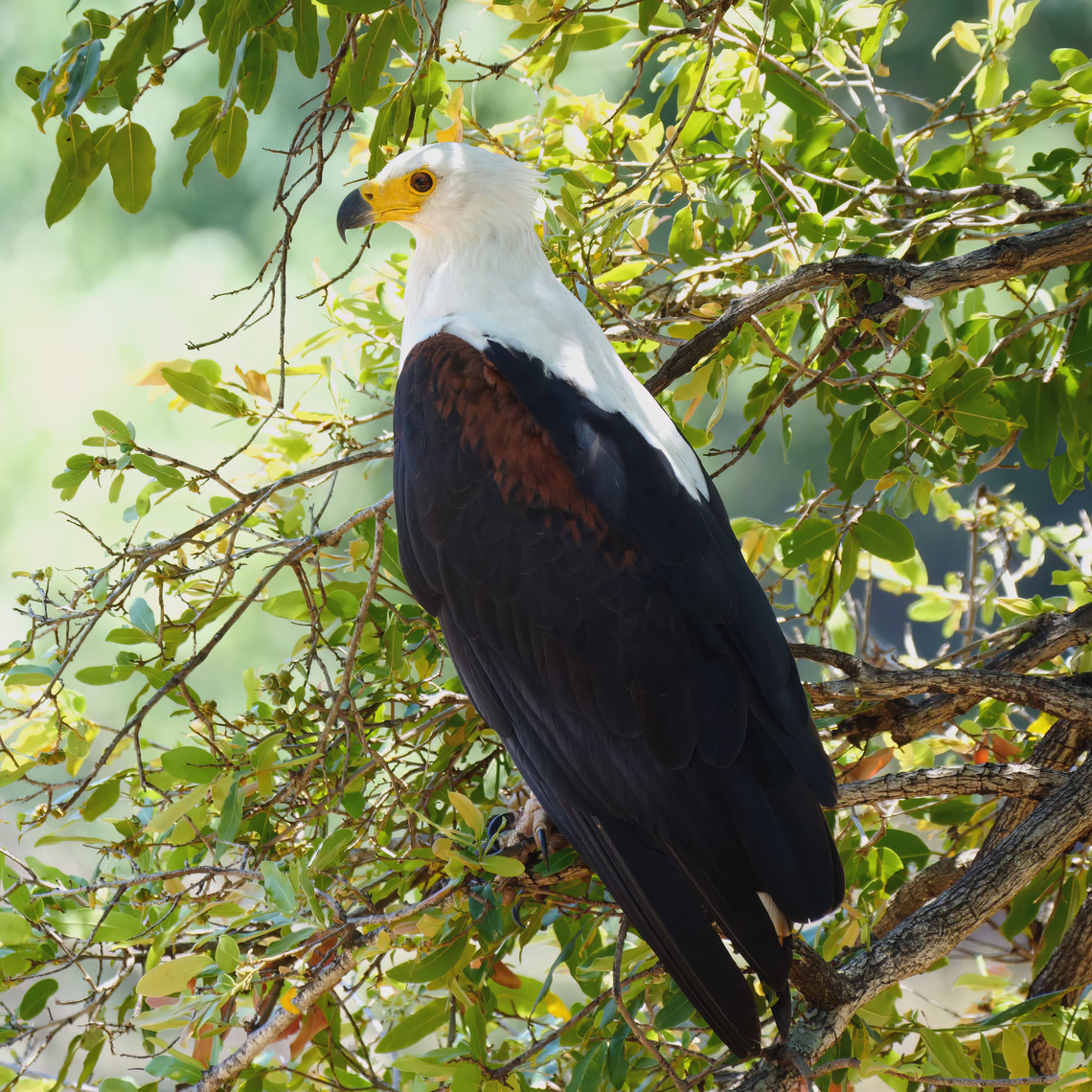 African Fish-Eagle  African fish eagle,Geotagged,Haliaeetus vocifer,South Africa