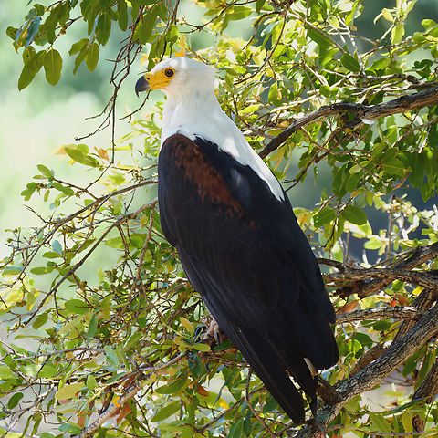 African Fish-Eagle  African fish eagle,Geotagged,Haliaeetus vocifer,South Africa