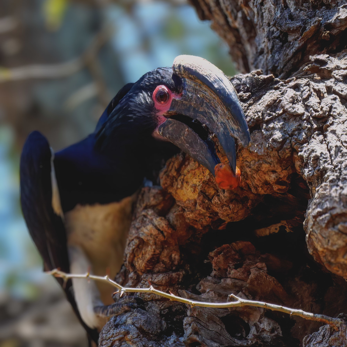 Male Trumpeter Hornbill with food delivery These are fascinating birds. The male and female actually barricade the female into a nest cavity with mud. The female stays in the cavity with the eggs and the male brings her food. She stays in the cavity for the entire nesting process, over 90 days, until the young fledge. Bycanistes bucinator,Geotagged,South Africa,Trumpeter Hornbill