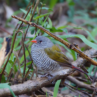 Green-winged Pytilia  Geotagged,Green-winged pytilia,Pytilia melba,South Africa