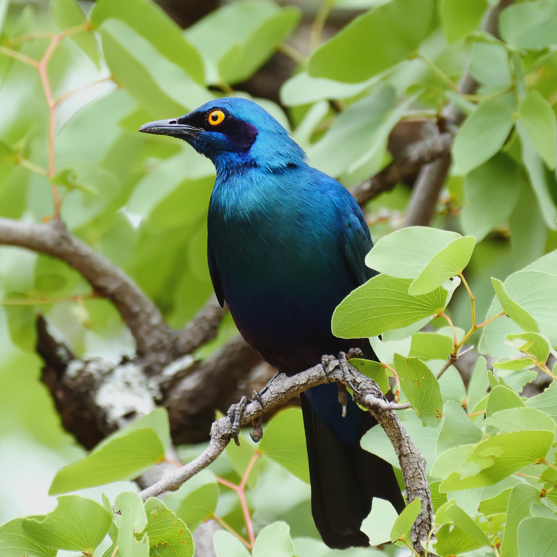 Greater Blue-eared Starling  Geotagged,Greater blue-eared starling,Lamprotornis chalybaeus,South Africa