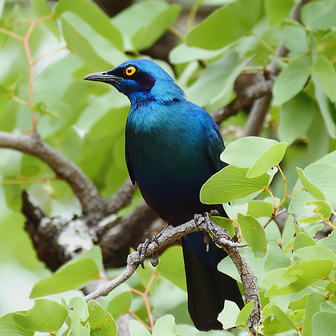 Greater Blue-eared Starling Geotagged,Greater blue-eared starling,Lamprotornis chalybaeus,South Africa
